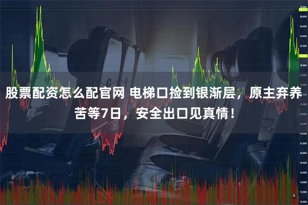 股票配资怎么配官网 电梯口捡到银渐层，原主弃养苦等7日，安全出口见真情！