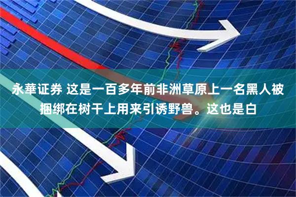 永華证券 这是一百多年前非洲草原上一名黑人被捆绑在树干上用来引诱野兽。这也是白